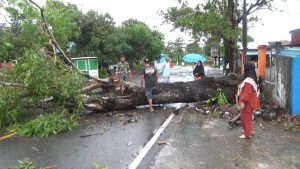 BPBD Catat Ada 11 Pohon Tumbang Akibat Cuaca Ektrem di Tanjungpinang