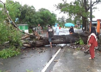 BPBD Catat Ada 11 Pohon Tumbang Akibat Cuaca Ektrem di Tanjungpinang.