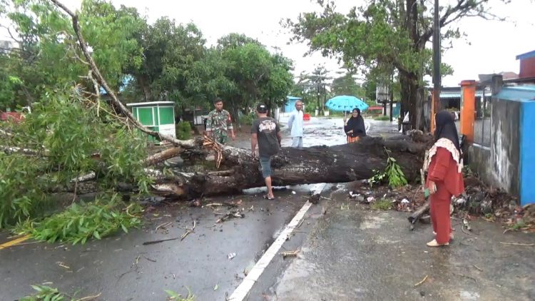 BPBD Catat Ada 11 Pohon Tumbang Akibat Cuaca Ektrem di Tanjungpinang.