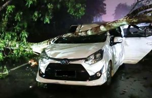 Sebuah Mobil di Tanjungpinang Tertimpa Pohon Saat Angin Kencang