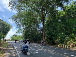 Antisipasi Cuaca Ekstrem, Dinas Perkim Tanjungpinang akan Pangkas 800 Pohon