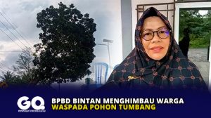 BPBD Bintan Menghimbau Warga Waspada Pohon Tumbang
