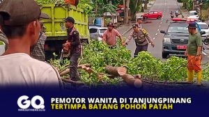 Pemotor Wanita Tertimpa Batang Pohon Patah di Engku Putri Tanjungpinang