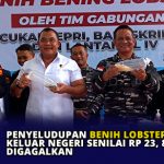 Penyeludupan Benih Lobster Keluar Negeri Senilai Rp 23, 8 Miliar Digagalkan