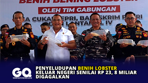 Penyeludupan Benih Lobster Keluar Negeri Senilai Rp 23, 8 Miliar Digagalkan