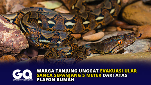 Warga Tanjung Unggat Evakuasi Ular Sanca Sepanjang 5 Meter dari Atas Plafon Rumah