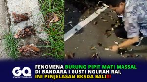 Fenomena Burung Pipit Mati Massal di Bandara I Gusti Ngurah Rai, Ini Penjelasan BKSDA Bali
