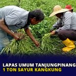 Lapas Umum Tanjungpinang Panen 1 Ton Sayur Kangkung