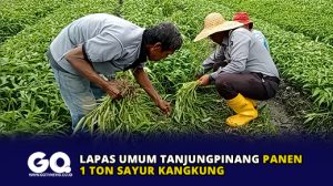 Lapas Umum Tanjungpinang Panen 1 Ton Sayur Kangkung