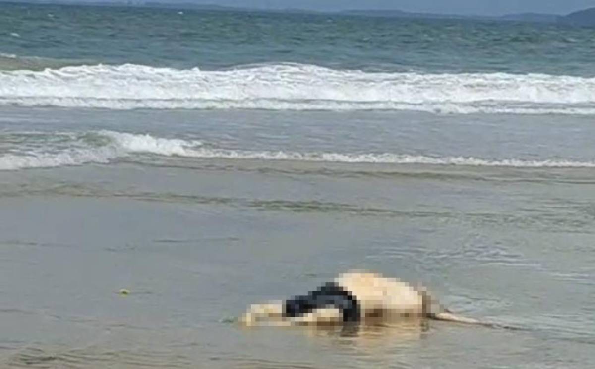 Mayat Tanpa Identitas Ditemukan di Pinggir Pantai Bintan Lagoon.
