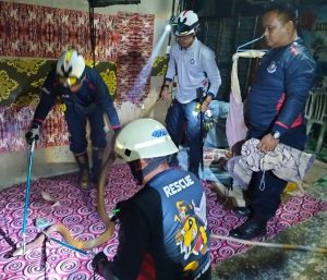 UPTD Damkar Tanjung Uban Evakuasi Ular Cobra dari Bawah Lemari Rumah Warga