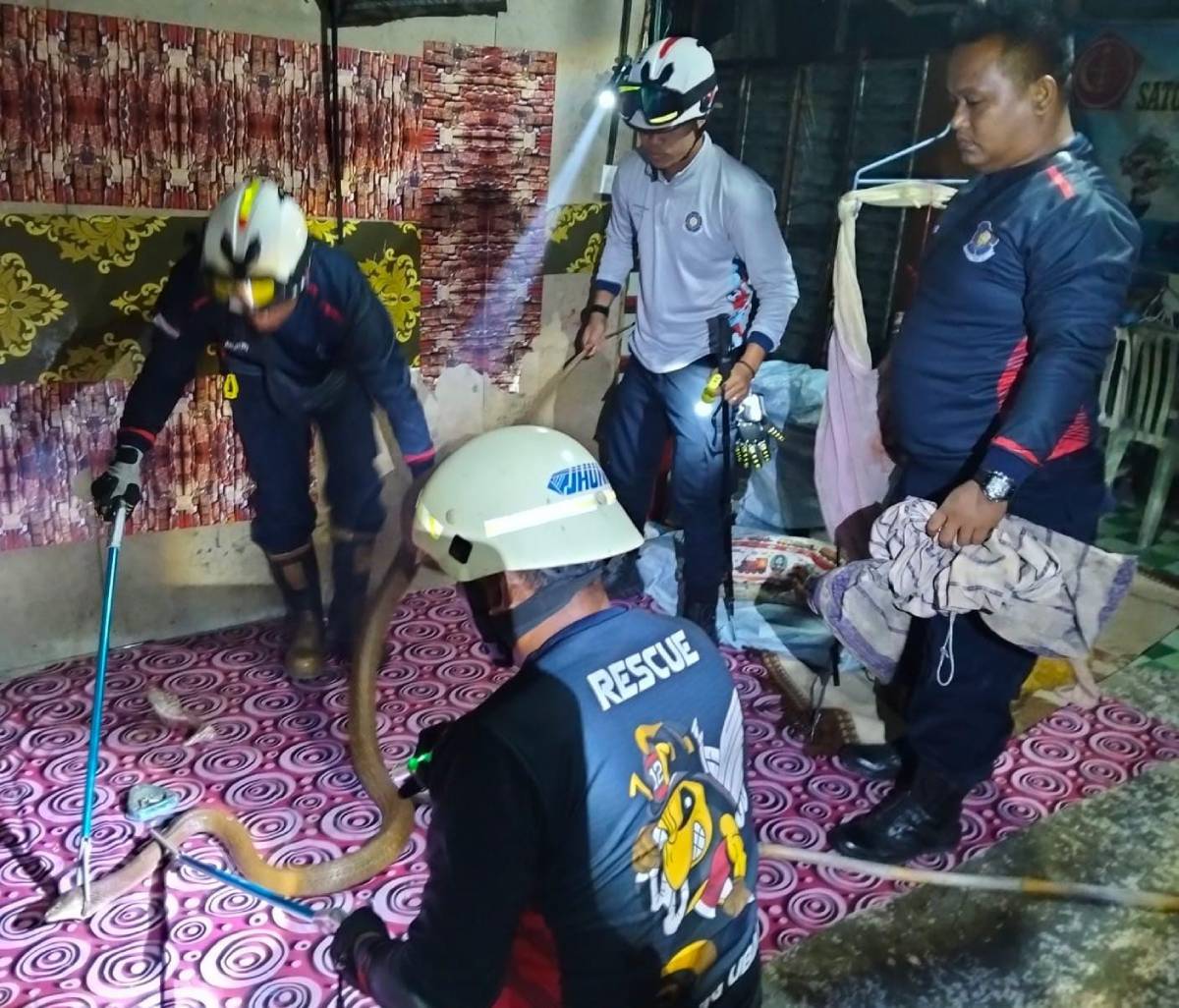 UPTD Damkar Tanjung Uban Evakuasi Ular Cobra dari Bawah Lemari Rumah Warga.