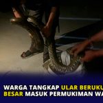 Warga Tangkap Ular Berukuran Besar Masuk Permukiman Warga