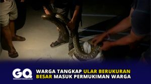 Warga Tangkap Ular Berukuran Besar Masuk Permukiman Warga