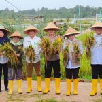 Wujudkan Ketahanan Pangan, BSIP Kepri Gelar Panen Bersama Perbenihan Padi Terstandar