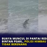 Buaya Muncul di Pantai Resort Bintan Pearl, Polisi Himbau Warga Tidak Berenang