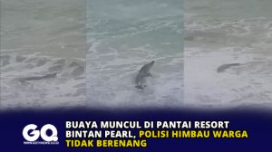 Buaya Muncul di Pantai Resort Bintan Pearl, Polisi Himbau Warga Tidak Berenang