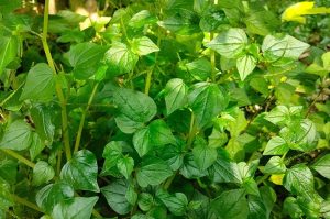 Sirih Cina, Rumput Liar yang Bermanfaat untuk Wajah dan Kesehatan Kulit