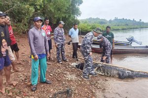 TNI AL dan Tim Terpadu Berhasil Evakuasi 35 Buaya Lepas di Pulau Bulan