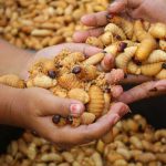Pemerintah Bakal Manfaatkan Serangga Sebagai Menu Makan Bergizi Gratis