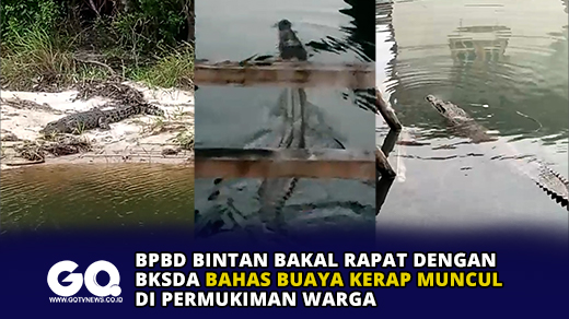 BPBD Bintan Bakal Rapat dengan BKSDA Bahas Buaya Kerap Muncul di Permukiman Warga