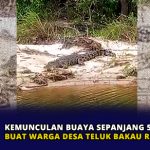 Kemunculan Buaya Sepanjang 5 Meter Buat Warga Desa Teluk Bakau Resah