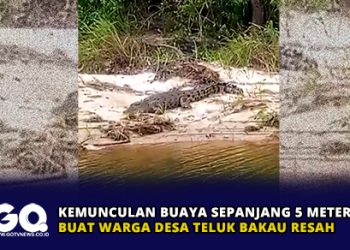 Kemunculan Buaya Sepanjang 5 Meter Buat Warga Desa Teluk Bakau Resah