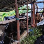 Antisipasi Wabah PMK, DKPP Bintan Laksanakan Vaksinasi pada Ternak Sapi