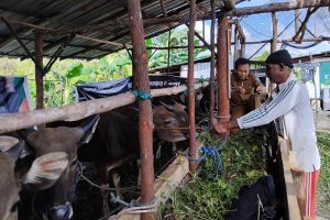 Antisipasi Wabah PMK, DKPP Bintan Laksanakan Vaksinasi pada Ternak Sapi