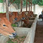 Program Cegah PMK Dimulai di Tanjungpinang, 679 Ekor Sapi Disuntik Vaksin Gratis