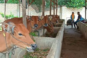 Program Cegah PMK Dimulai di Tanjungpinang, 679 Ekor Sapi Disuntik Vaksin Gratis