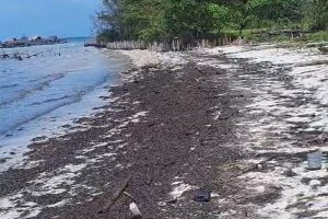 Limbah Minyak Hitam Cemari Pantai Bintan, Nelayan Desak Solusi Pemerintah