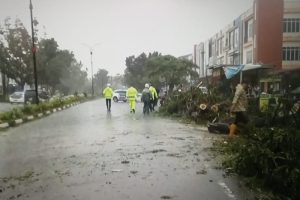 Hujan Deras, Pohon Setinggi 12 Meter Tumbang di Jalan D.I Panjaitan 