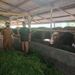 DKPP Bintan Lakukan Pendataan dan Pengawasan Stok Hewan Kurban