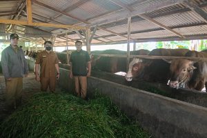 DKPP Bintan Lakukan Pendataan dan Pengawasan Stok Hewan Kurban