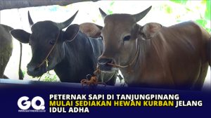 Peternak Sapi di Tanjungpinang Mulai Sediakan Hewan Kurban Jelang Idul Adha