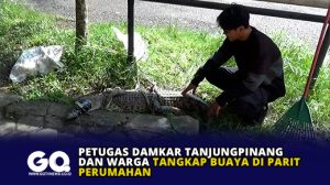 Petugas Damkar Tanjungpinang dan Warga Tangkap Buaya di Parit Perumahan