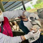 Jelang Iduladha, DPPP Tanjungpinang Pastikan Hewan Kurban Sehat dan Layak