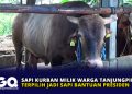 Sapi Kurban Milik Warga Tanjungpinang Terpilih Jadi Sapi Bantuan Presiden.