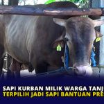 Sapi Kurban Milik Warga Tanjungpinang Terpilih Jadi Sapi Bantuan Presiden