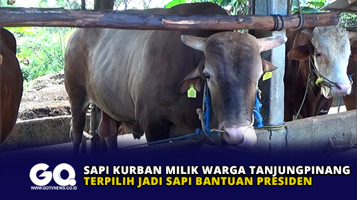 Sapi Kurban Milik Warga Tanjungpinang Terpilih Jadi Sapi Bantuan Presiden.
