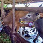 DPPP Tanjungpinang Imbau Masyarakat Pilih Hewan Kurban Berlabel SL