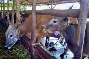 DPPP Tanjungpinang Imbau Masyarakat Pilih Hewan Kurban Berlabel SL