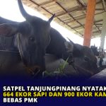 Satpel Tanjungpinang Nyatakan 664 Ekor Sapi dan 900 Ekor Kambing Bebas PMK