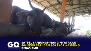 Satpel Tanjungpinang Nyatakan 664 Ekor Sapi dan 900 Ekor Kambing Bebas PMK