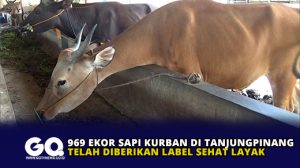 969 Ekor Sapi Kurban di Tanjungpinang Telah Diberikan Label Sehat Layak