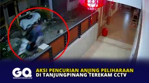 Aksi Pencurian Anjing Peliharaan di Tanjungpinang Terekam CCTV