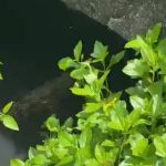 Heboh Kemunculan Buaya di Kolong Jembatan, Warga Gang Pulau Pandan Diminta Waspada