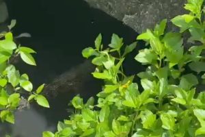 Heboh Kemunculan Buaya di Kolong Jembatan, Warga Gang Pulau Pandan Diminta Waspada