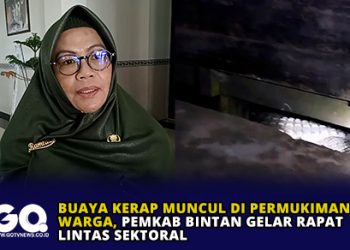 Buaya Kerap Muncul di Permukiman Warga, Pemkab Bintan Gelar Rapat Lintas Sektoral